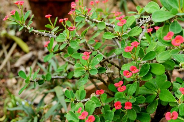 Rote Blumen. Feldblumen. Busch