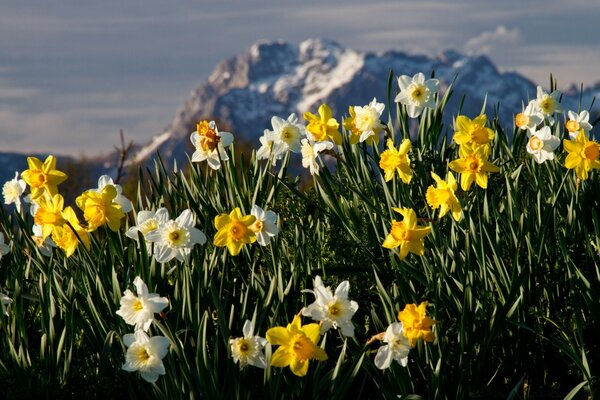 Jonquilles printanières fleurissent dans les montagnes