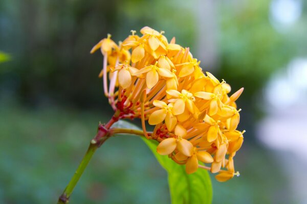 Flores amarelas. Plantas de campo