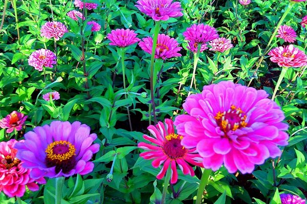 Flores do jardim são muito coloridas no verão