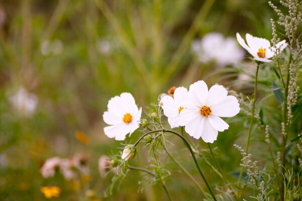 Białe kwiaty na trawniku. Flora