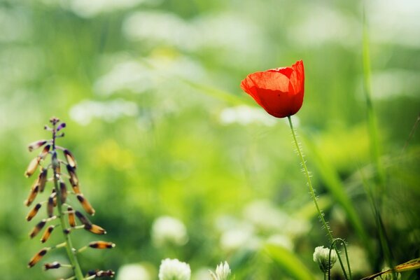 Macrosemka del fiore di papavero nel campo