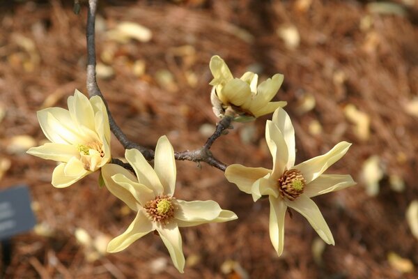 A branch of yellow flowers large