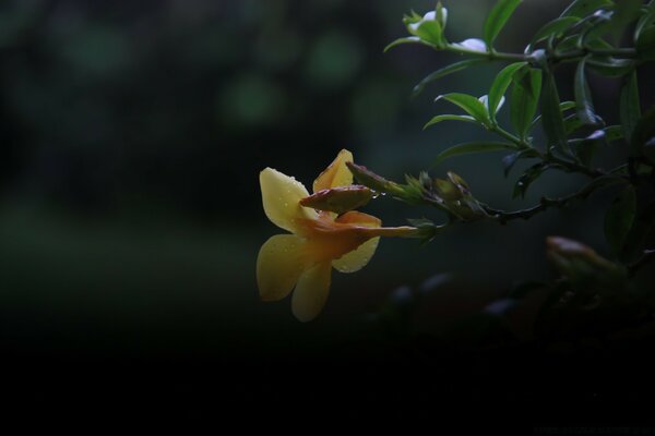 Fleur jaune. Feuillage. Fond flou foncé