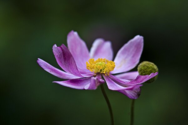 Macrosemka di un fiore viola nel campo