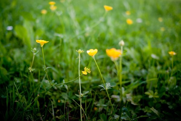 Grüne Wiese mit gelben Blumen auf Hintergrund