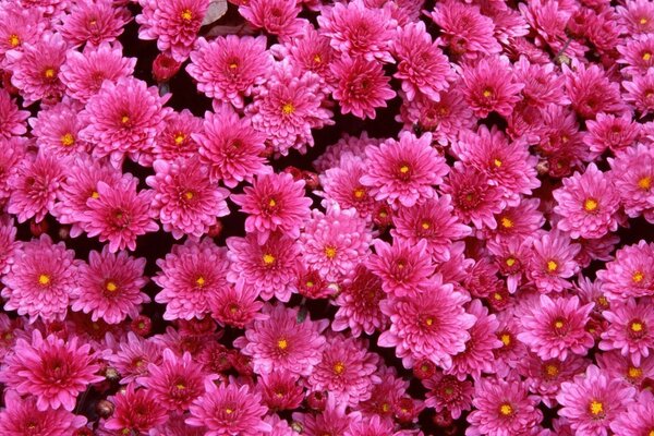 Macrosiemka de flores púrpuras en el campo