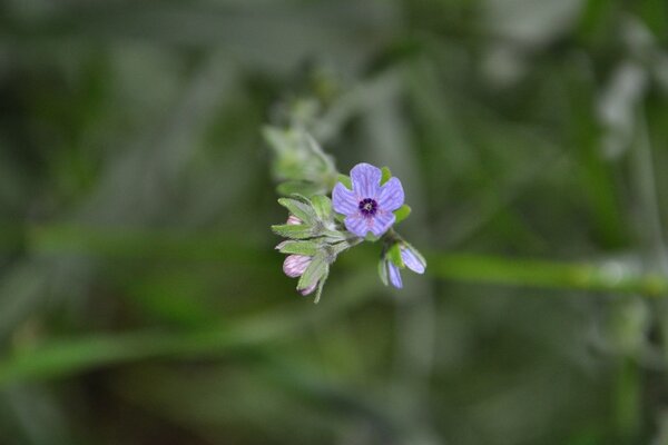 A small flower in the green grass