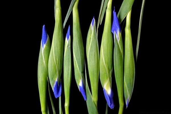 Unopened flowers on a black background