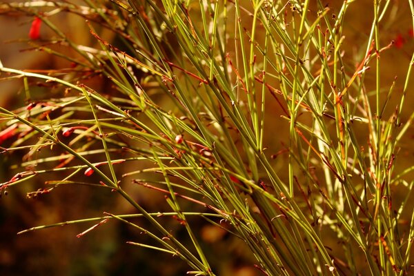 Spring plants on the desktop