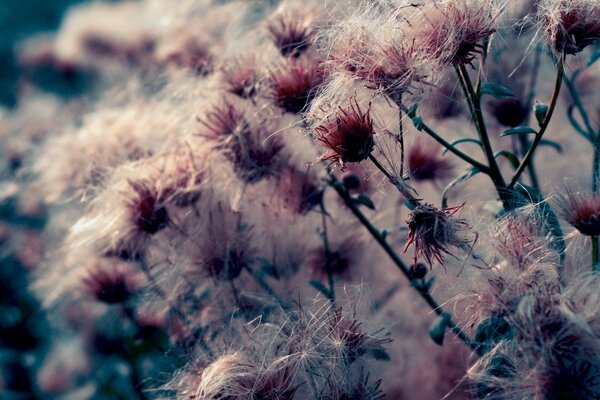 Belle fleur séchée. Têtes duveteuses