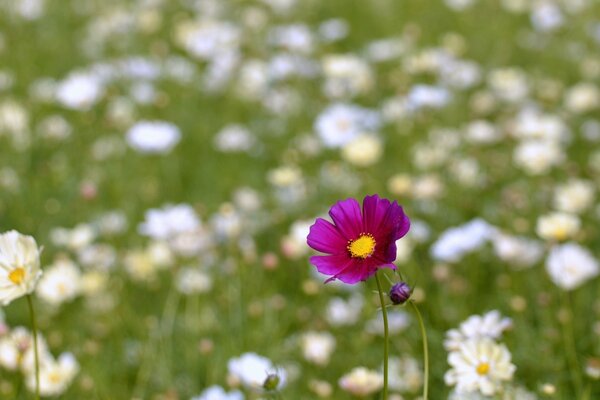 Purple flower in the field