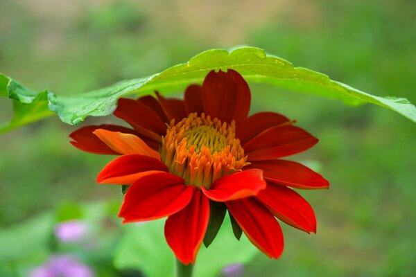 Macro de fleur rouge dans le champ