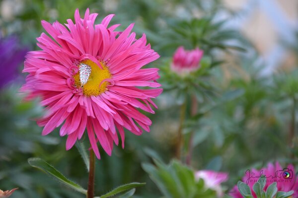 Pink flower. Flora. Summer nature