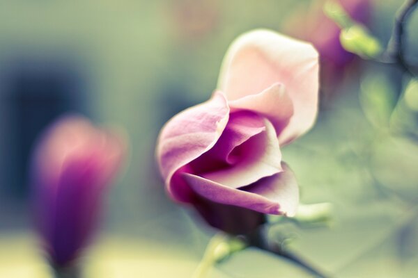 Soft photo of a summer flower