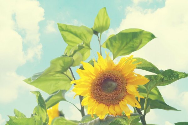 Sunflower on a summer day