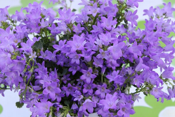 Mazzo di Fiori Viola in giardino