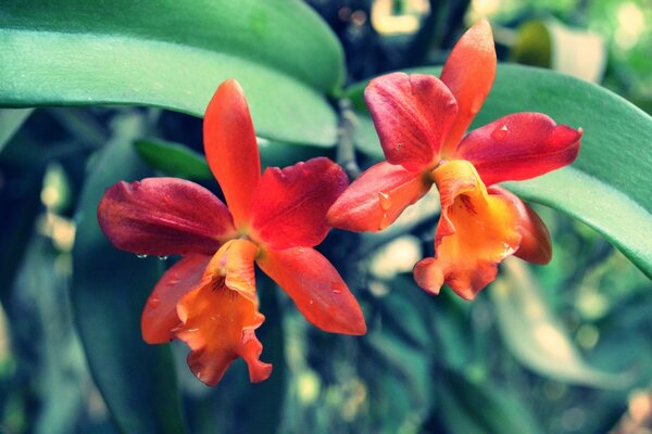 Red orchids. The tropics. Flora