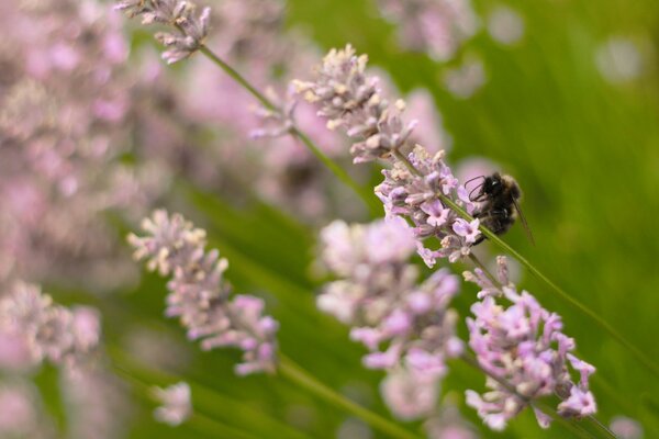 A bee sits on the stem of a wildflower