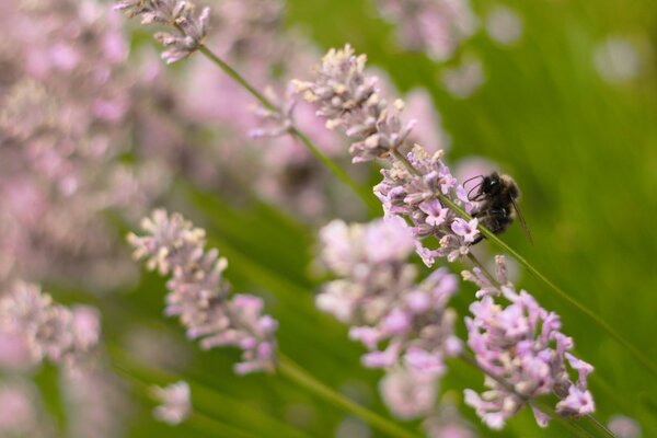 Una abeja se sienta en el tallo de una flor silvestre