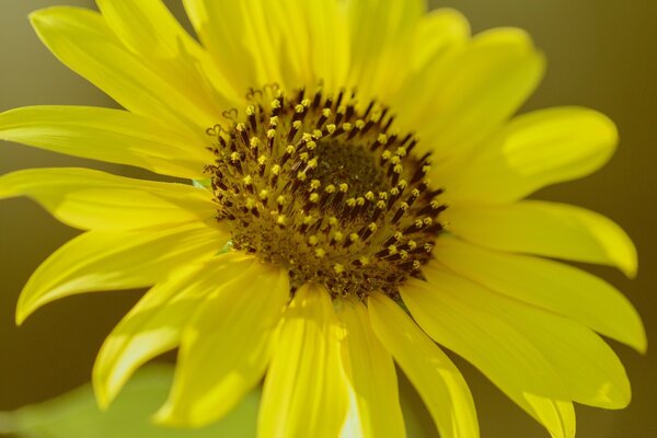 Macro de fleur jaune dans le champ