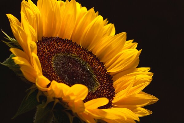 Sonnenblumenblume auf schwarzem Hintergrund