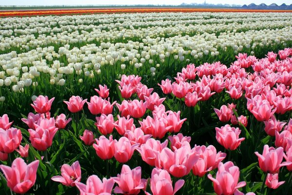 A field of tulip flowers in stripes planted