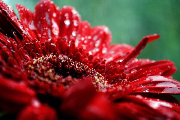 Die rote Blume wurde im Makromodus aufgenommen