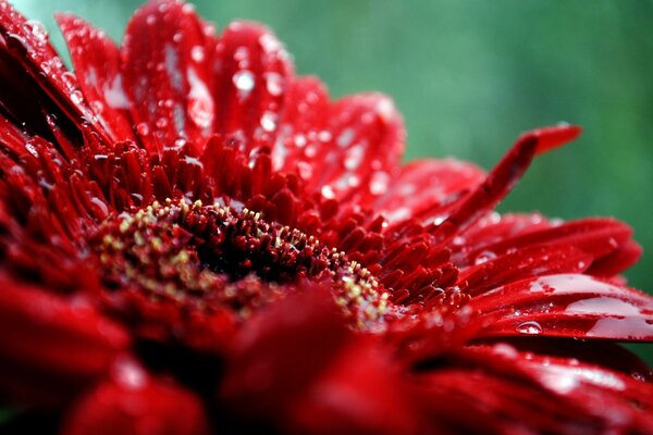Fleur rouge filmé en mode macro