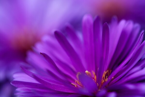 Macro purple flower with petals