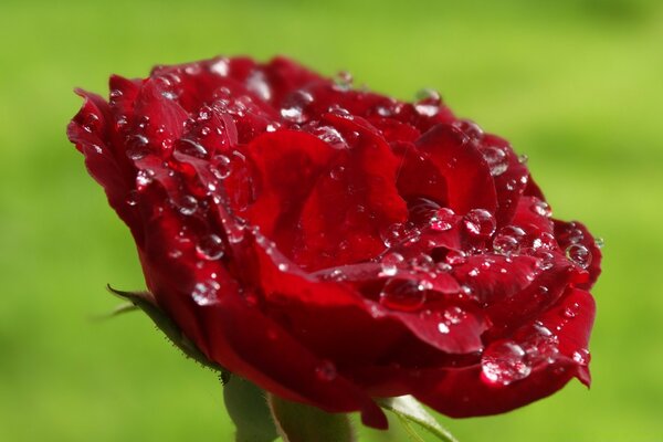 Fleur rouge avec des gouttes de rosée