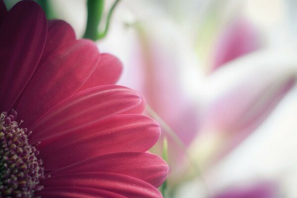 Pink gerbera. A delicate flower. Nature