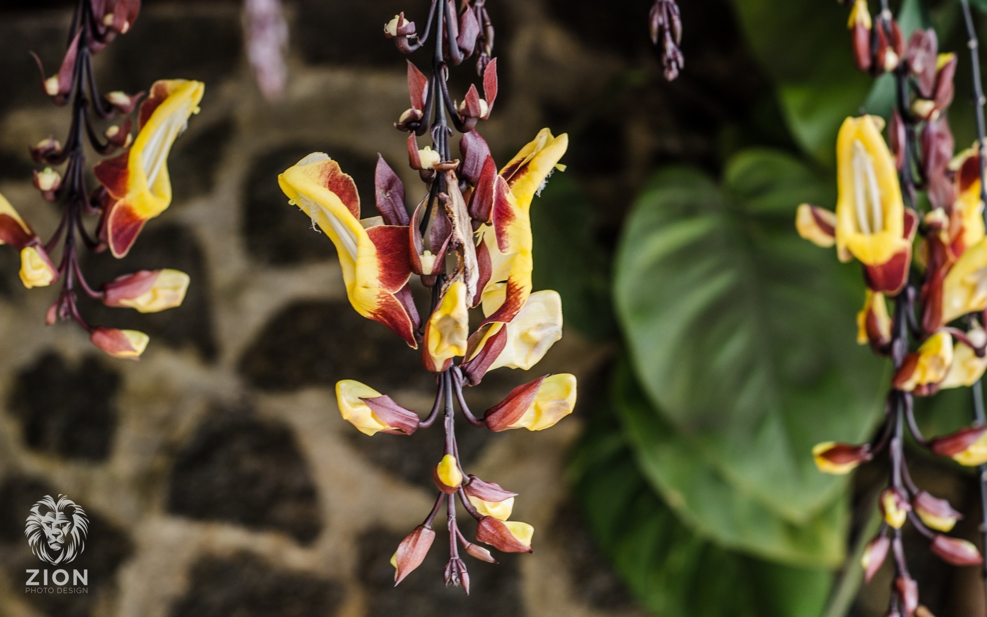 çiçekler çiçek doğa flora açık havada yaprak bahçe renk yaz tropikal dekorasyon büyüme çiçek açan çiçek parlak