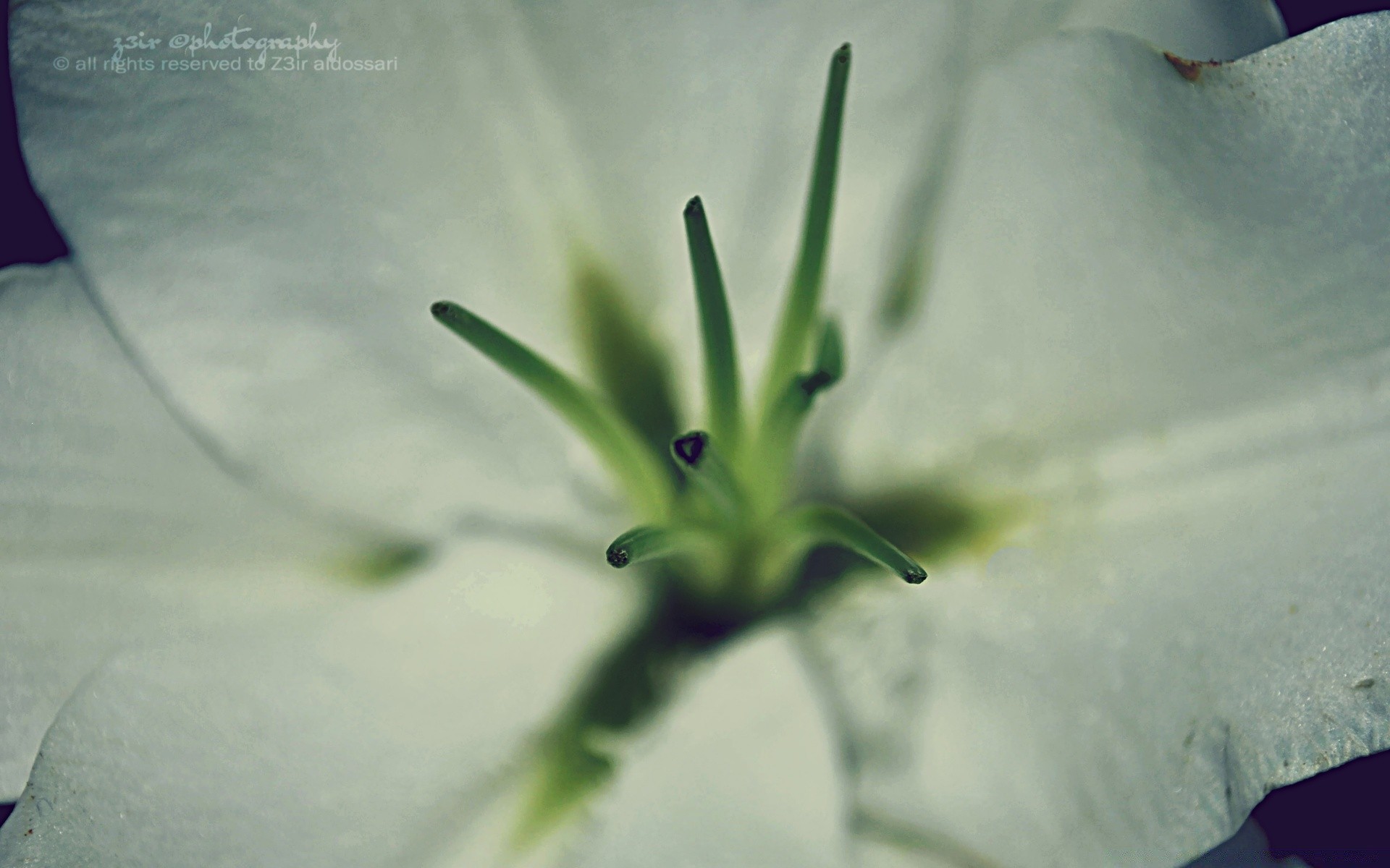 flowers blur flower nature drop rain water flora summer still life leaf garden growth outdoors dof abstract light