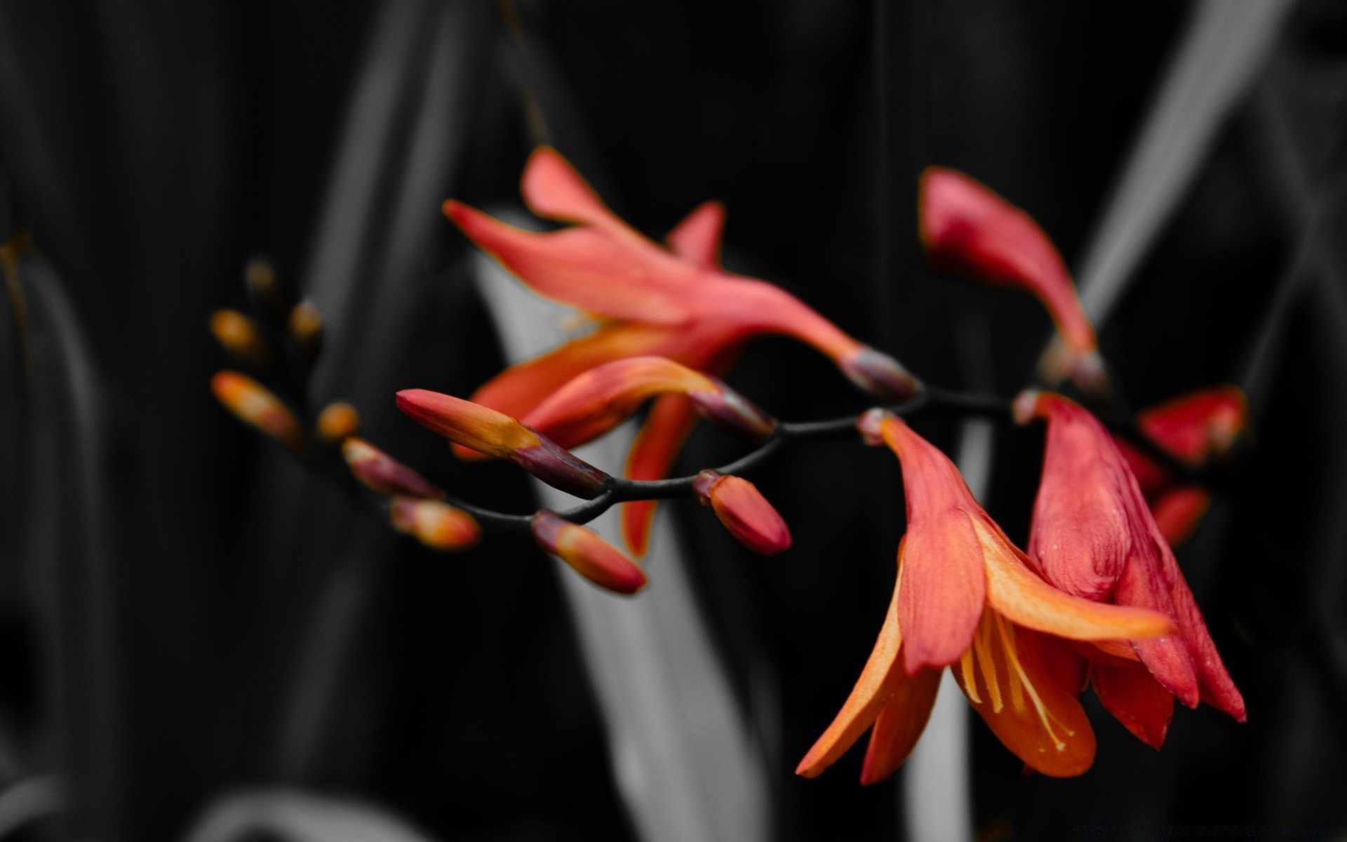 flowers flower nature flora leaf color garden blooming petal outdoors beautiful