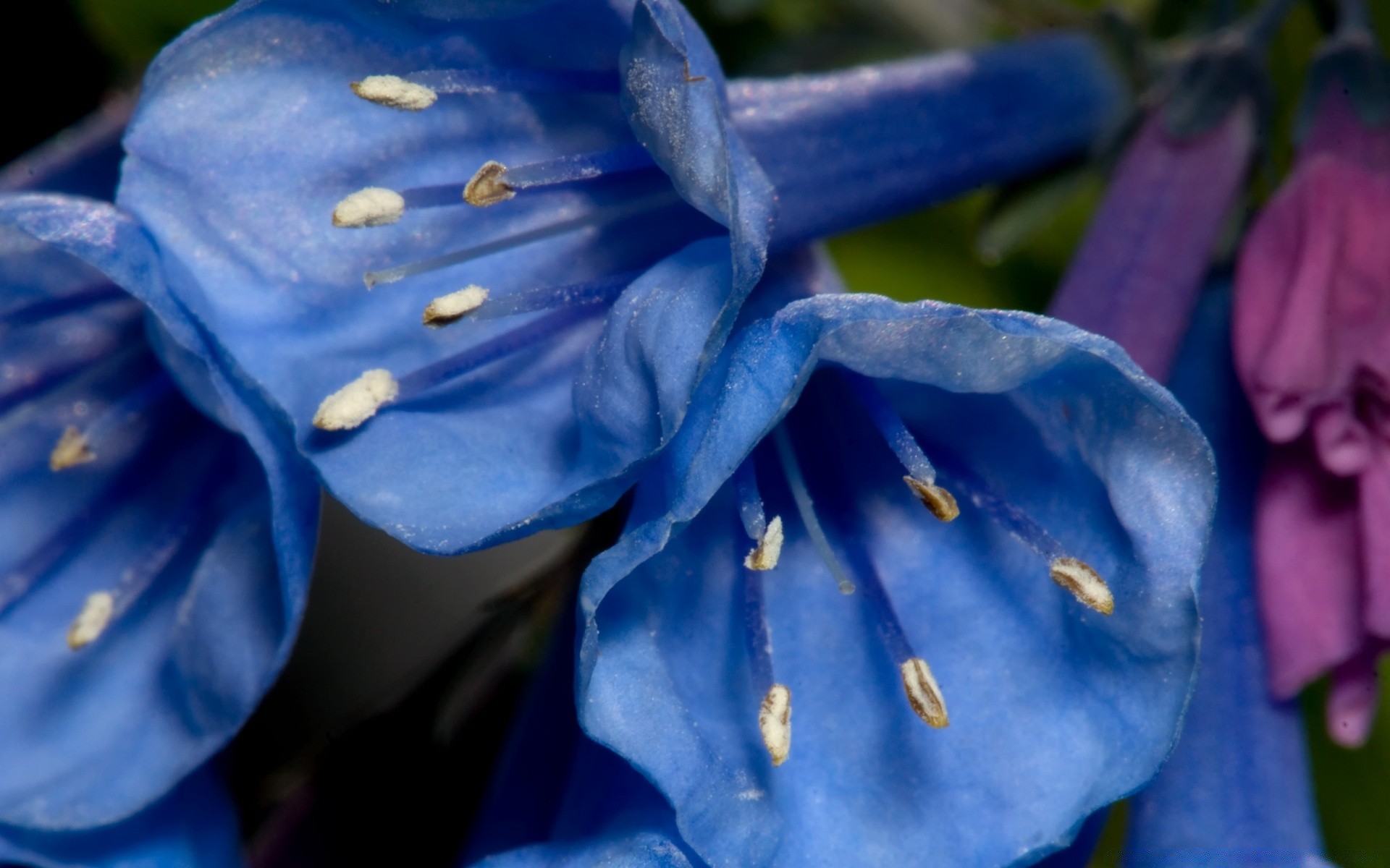 çiçekler çiçek doğa açık havada yaprak yaz flora petal çiçek bulanıklık