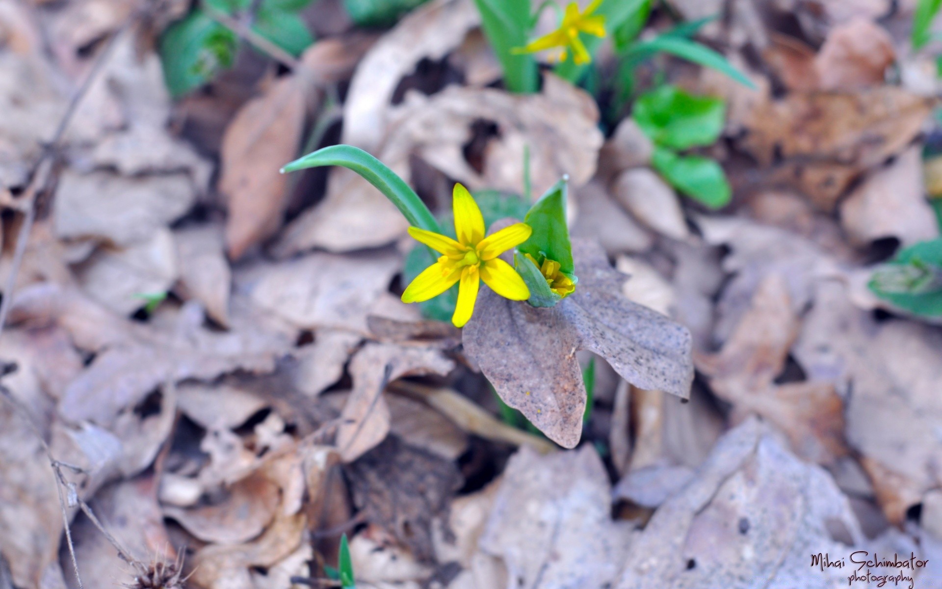 flores naturaleza hoja flora temporada flor jardín tierra al aire libre verano primer plano medio madera pétalo brillante floral crecimiento pequeño escritorio color