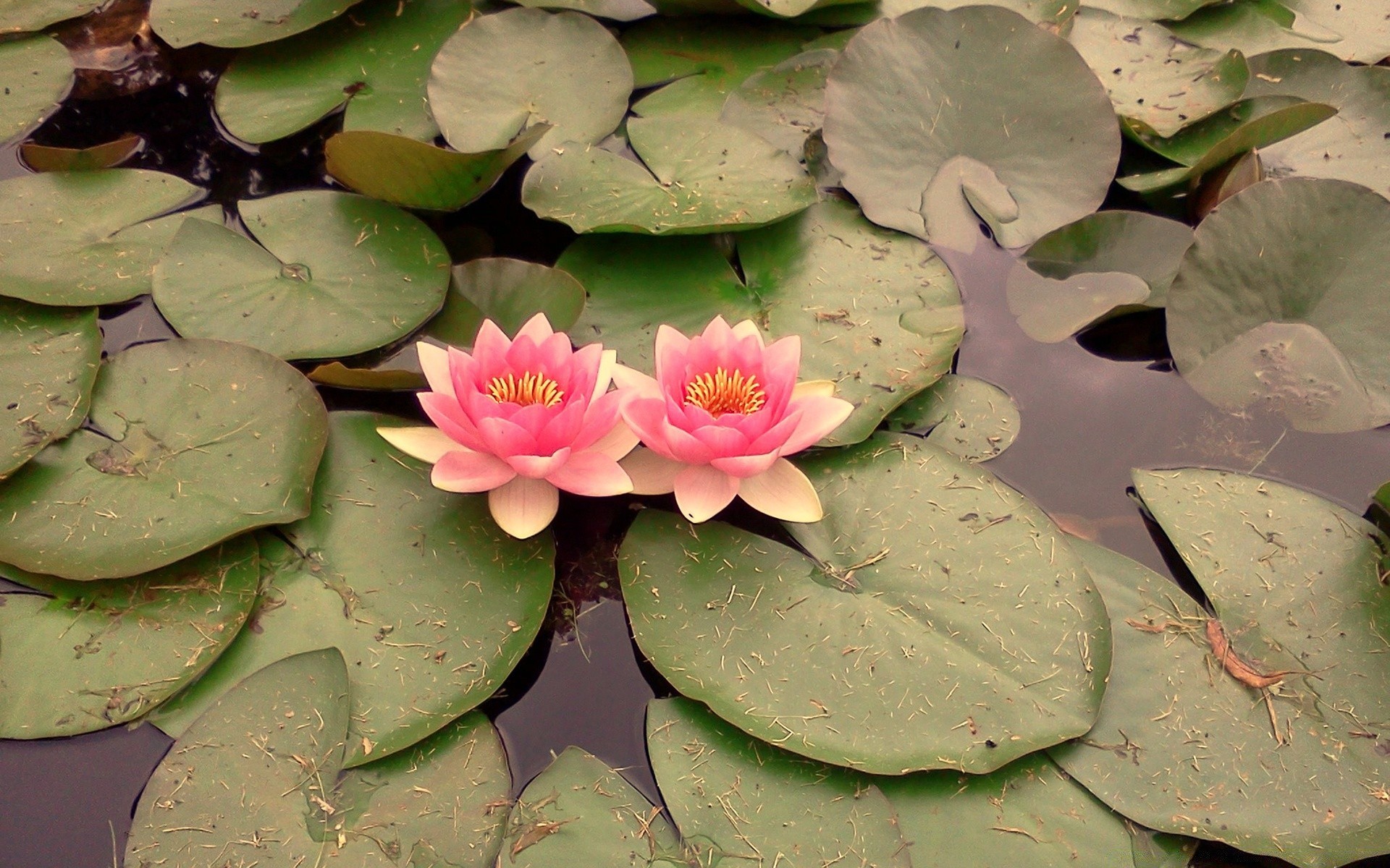 fleurs piscine lotus lily fleur feuille nénuphar flore bluming natation aquatique jardin floral exotique tropical botanique gros plan zen nature belle