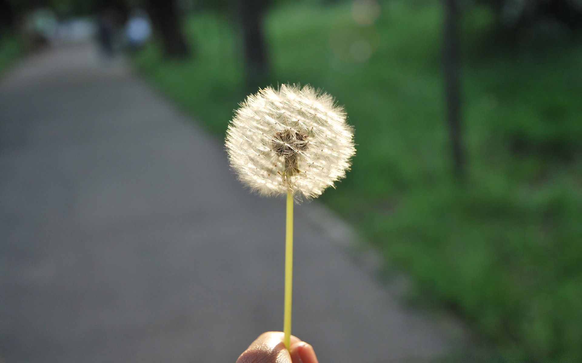 çiçekler doğa çiçek yaz açık havada bulanıklık çimen flora yaprak