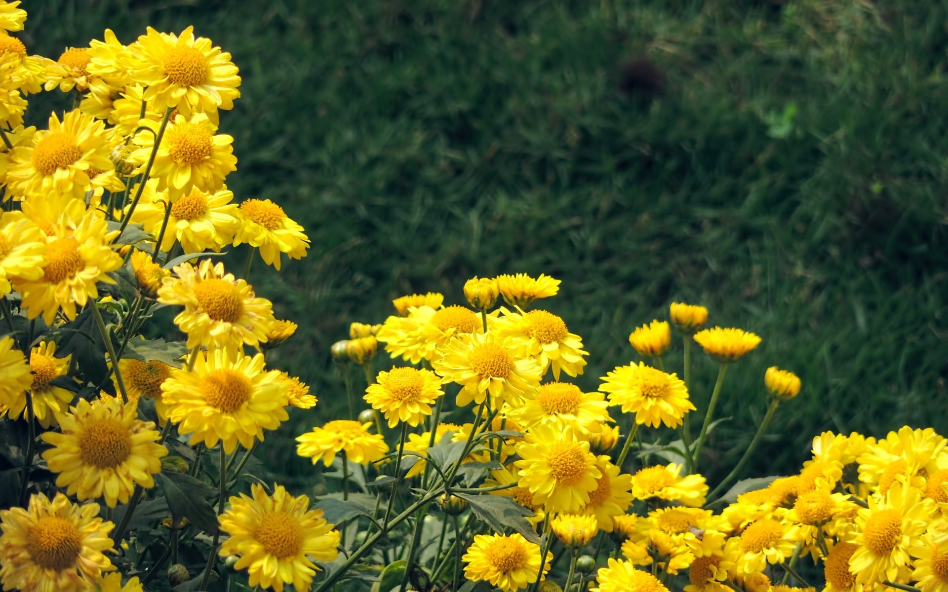 flores natureza flor verão flora campo feno floral brilhante crescimento blooming temporada folha rural pétala cor jardim bom tempo grama ensolarado