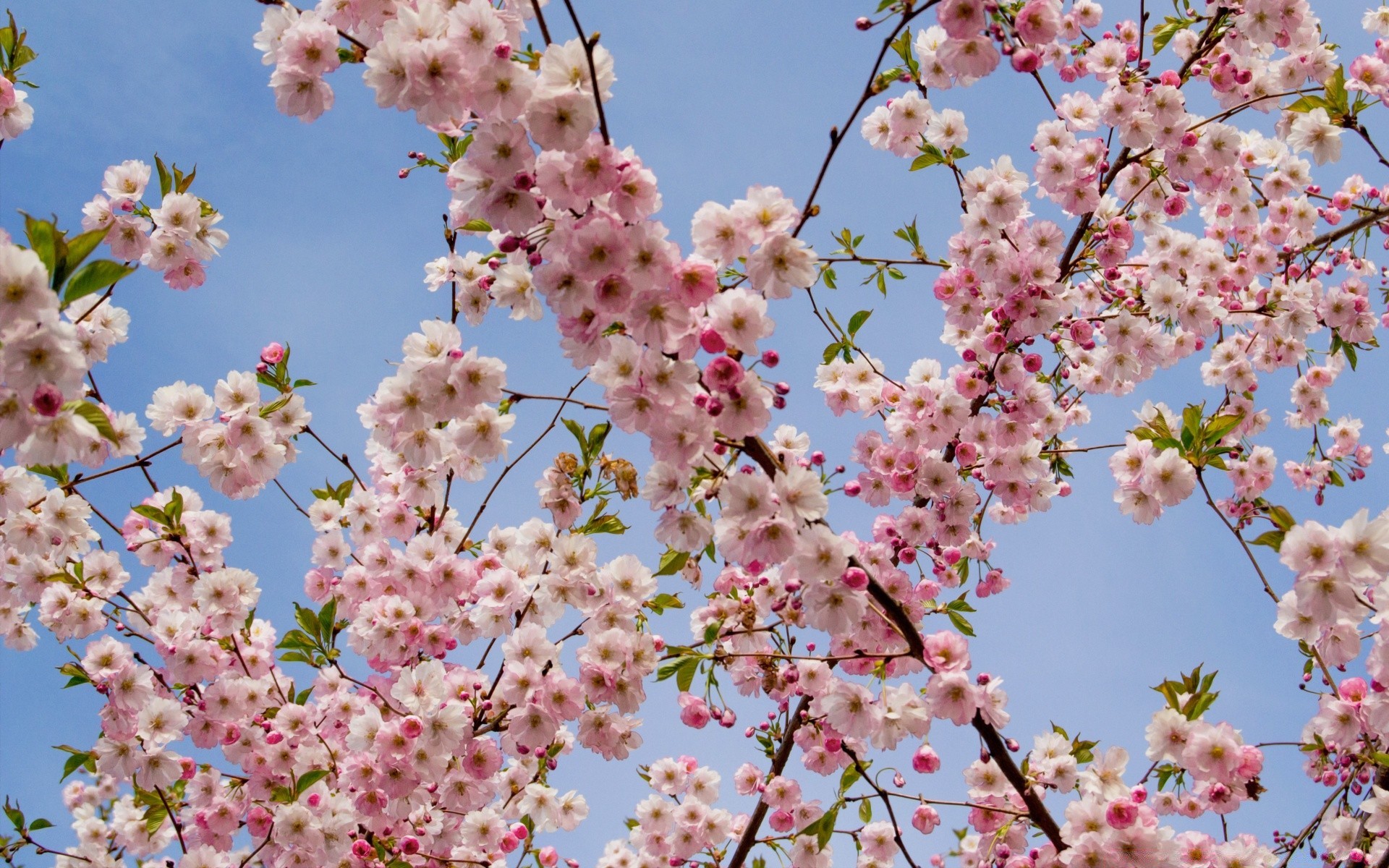 blumen blume kirsche zweig baum flora saison blühen natur blütenblatt frühling blumen kumpel garten schließen pflaumen farbe wachstum hell apfel