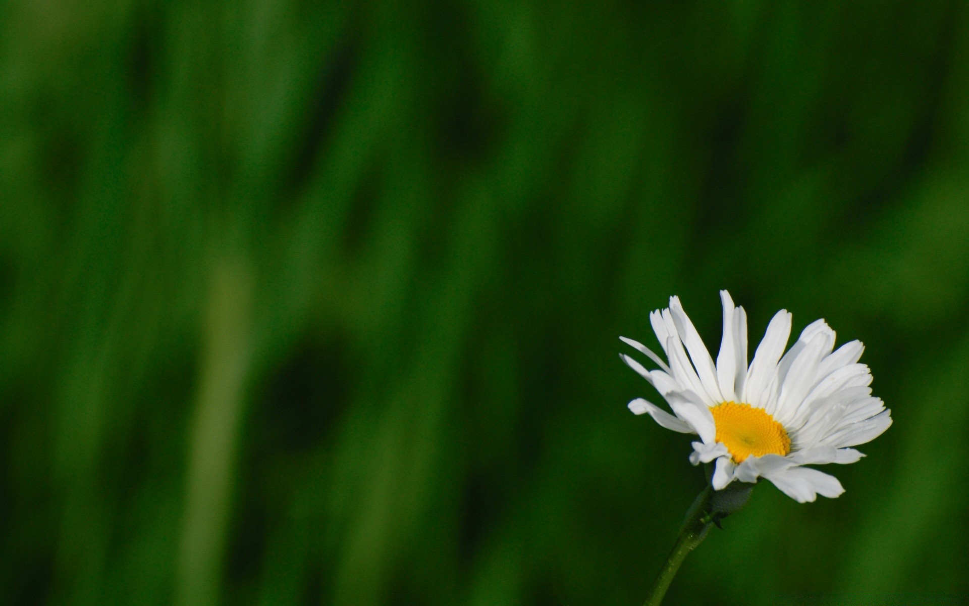 flowers nature flora growth grass leaf summer garden hayfield field bright fair weather flower lawn rural