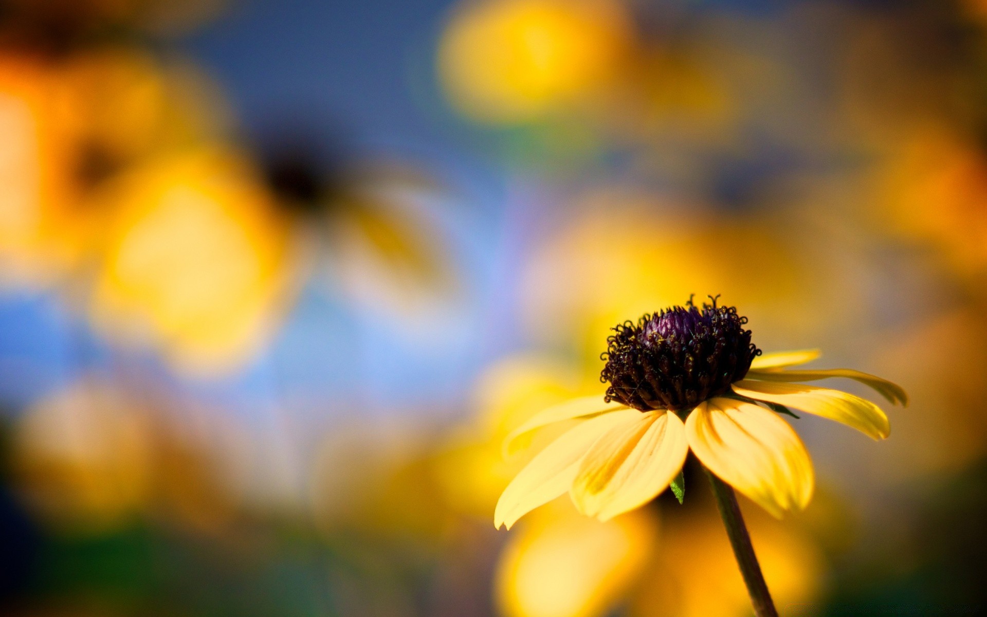 blumen unschärfe natur blume flora sommer hell garten blatt farbe gutes wetter dof sonne im freien feld wachstum