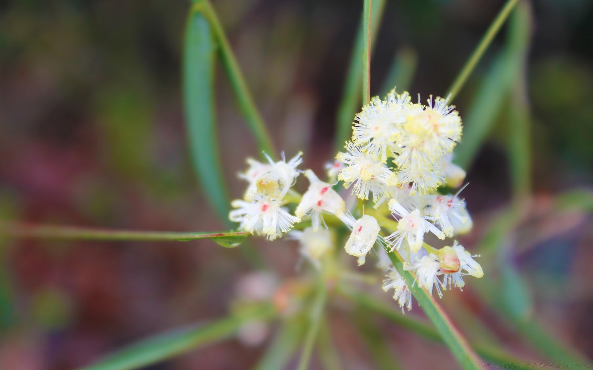 flowers nature flower flora close-up leaf blooming garden season outdoors wild summer floral growth color petal husk grass botanical field