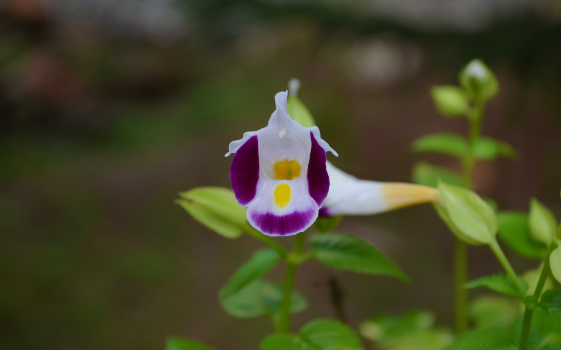 kwiaty natura kwiat liść flora ogród kolor na zewnątrz lato