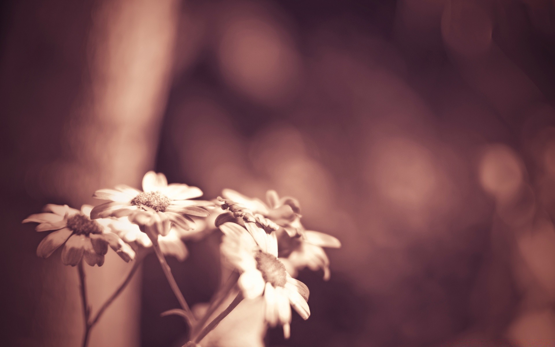 fleurs fleur flou nature flore monochrome feuille lumière dof nature morte jardin été