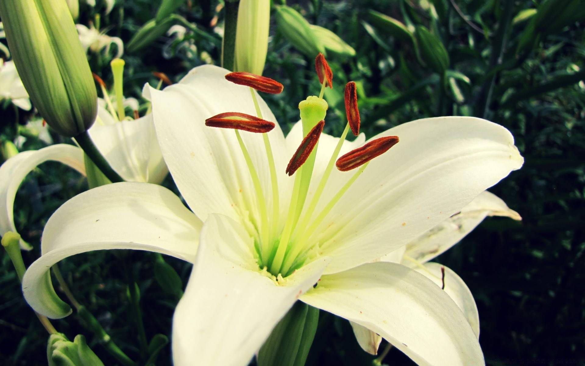 flowers flower nature flora garden lily leaf summer blooming outdoors petal