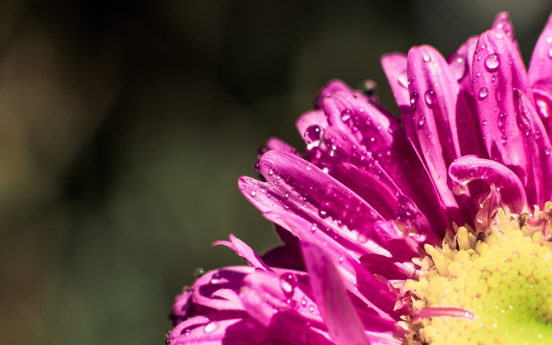 flowers flower nature summer flora garden color leaf floral beautiful petal outdoors bright close-up blooming growth