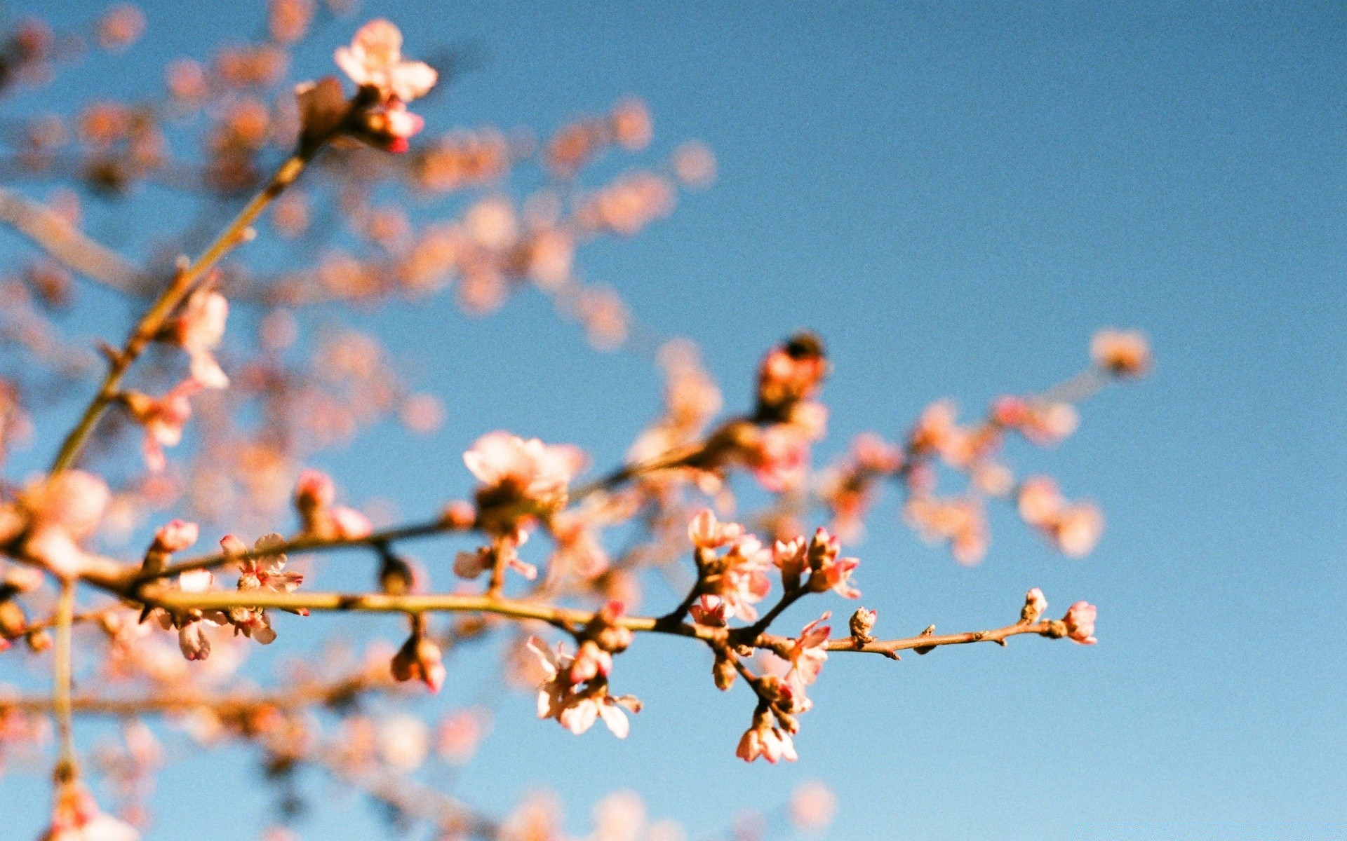 flowers tree branch sky nature outdoors winter cherry flower season leaf blue sky fair weather flora bud sun growth apricot