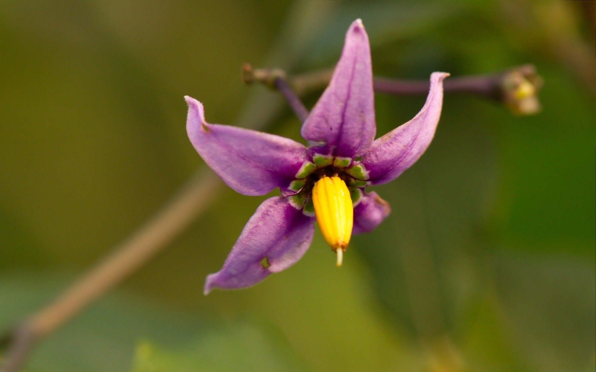 çiçekler doğa çiçek açık havada flora yaz yaprak vahşi büyüme